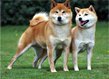 Random image