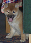 Random image