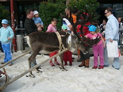 Reindeer,reinedeers,Rovaniemi,Lapland,Finland,SantaClaus Reindeer,reinedeers,Rovaniemi,Lapland,Finland,SantaClaus