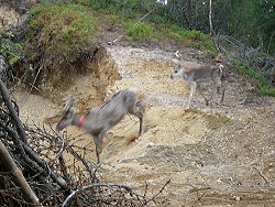 Reindeer,reinedeers,Rudolf the red nose reindeer,Finland Reindeer,reinedeers,Rudolf the red nose reindeer,Finland