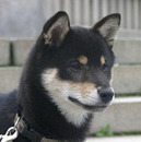 KuromusumeAvEhode