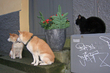 Vokt dem for kattenog hundene          